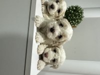 Maltese yavruları