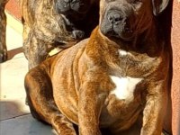 BOERBOEL GÜNEY AFRİKA MASTİFF