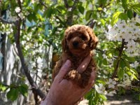 KOYU KIZIL POODLE