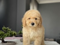 ÇEŞİT ÇEŞİT LABRADOODLE BEBEKLER MİYATÜR DEV