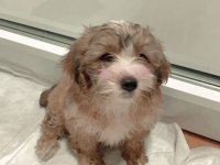 Yavru morkie eğitimli aşıları tam