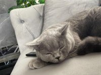 8 aylık erkek british shorthair