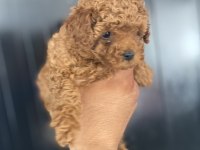 Irk sağlık ve kilo garantili kore poodle