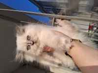 YAVRU KEDİLERİMİZ