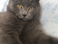 Erkek scottish fold kedimize dişi arıyoruz