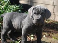 DEV ANNE BABADAN ÜST KALİTE CANE CORSO YAVRULAR