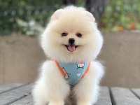 POMERANİAN