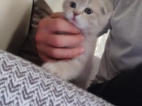 2 aylık sütten kesilmiş scottish fold yavruları