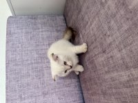 2 aylık scottish fold yavrular