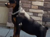 Eğitim Ve Bakım Destekli Doberman