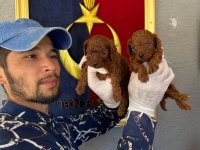 Korea poodle bebeklerimiz