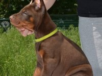 Safkan doberman yavrular