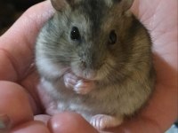HAMSTER GONZALES YAVRU HERYERE GÖNDERİM