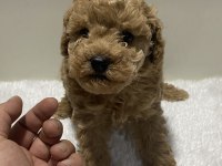 Red renk tarçın renk dişi erkek poodle yavrular