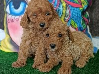 Toy poodle yavrularımız