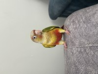 Full Evcil Yeni Yeme Düşmüş Bebek Konur Papağanı