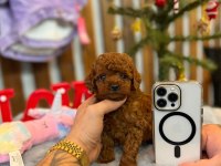 Ücretsiz Köpek Egitmeniyle Ev Düzeni Olusturma Hediyemiz