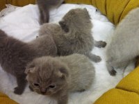 Scottish fold yavrular 16 günlük rezerve açıktır