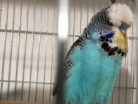 SÜPER YENİDOĞAN SHOW JUMBO YAVRU MUHABBET KUŞLARI