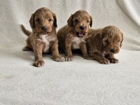 Poodle ayarında maltipoo köpekler