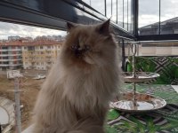 PRENSES MİA HİMALAYAN KEDİMİZ