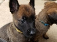Malinois Safkan Bebekler Her İle Yollarım