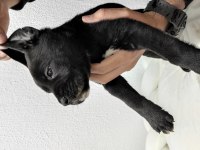 Dev anneden Devasa şecereli cane corso yavrular