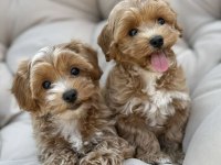 Maltipoo Yavrularımız Tüy Dökmez Koku Yapmaz