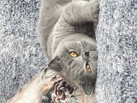 British Shorthair Dişi