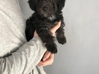 Eşsiz kalitede Maltipoo köpeğimiz