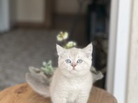 Safkan Mavi Göz British Shorthair Yavrum