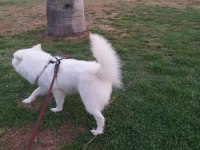 1.5 Yaşında Pomeranian Spitz / Boo