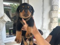 Orjinal Macar Dişi Rottweiler İsteyene Özel