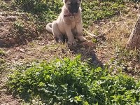 Orijinal kangal yavrusu dişi