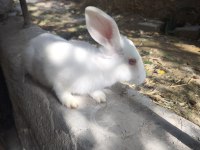Yeni zelanda tavşan
