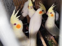 7 adet ev kuşu Hobi amaçlı besledim sahiplendirimecek