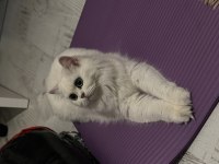 Kedimiz 1 yaşındadır sağlıklıdır