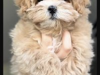 Maltipoo Safkan