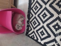 Scottish fold blue point