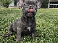 Blue French Bulldog Yavruları İstanbul 