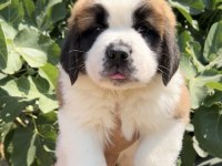 Muhteşem Görsele Sahip St Bernard Yavrular