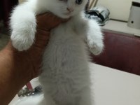 Dişi erkek yavru kedilerimiz