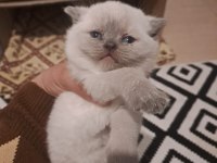 10 Mart doğumlu scottish fold yeni ailesini arıyor