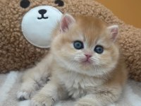 Altın Parıltısı Golden British Shorthair