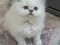 Sevimli Kedimiz