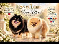 FCI ŞECERELİ MİNİ TEACUP POMERANİAN BOO ERKEK YAVRULAR