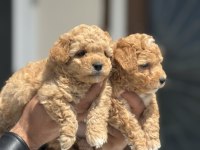 Petmode Köpek Çiftliğinden Tea Cup Maltipoo