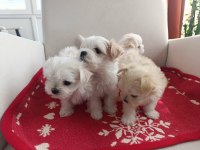 Antalyadan 0 Numara Safkan Maltese Terrier Yavruları