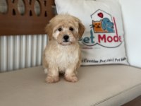 Yasal ruhsatlı çiftlikde ziyarete açık maltipoo yavrular
