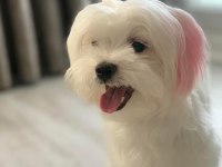 6 kardeşten son maltipoo yavrumuz